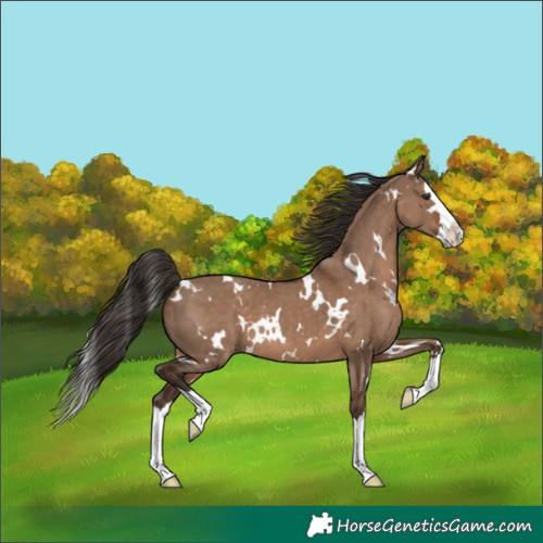 Horse Color:White Spotted Liver Red Dun Splash