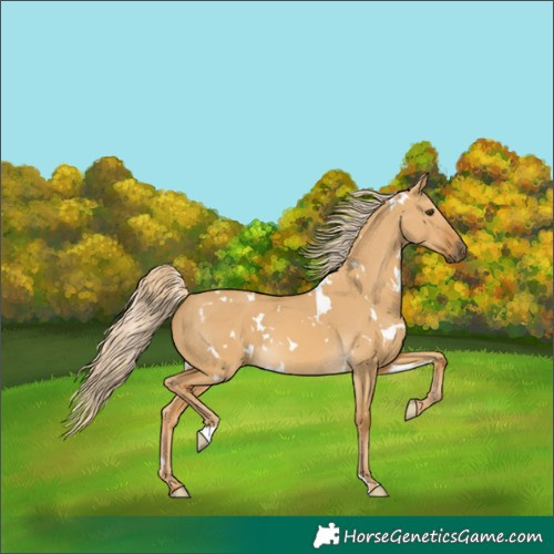 Horse Color:White Spotted Palomino Dun 