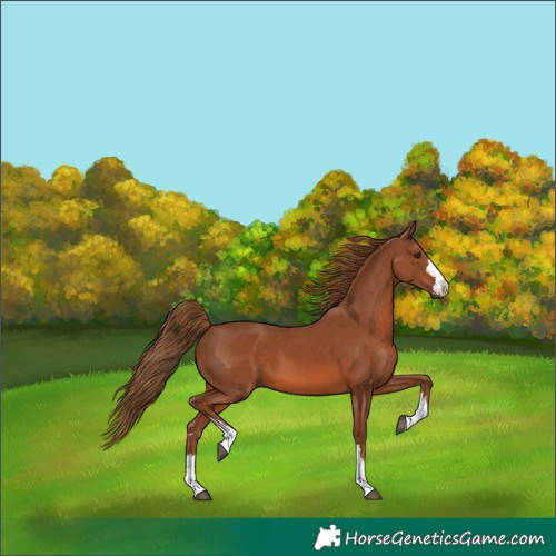 Horse Color:Chestnut 