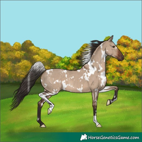 Horse Color:White Spotted Liver Red Dun 
