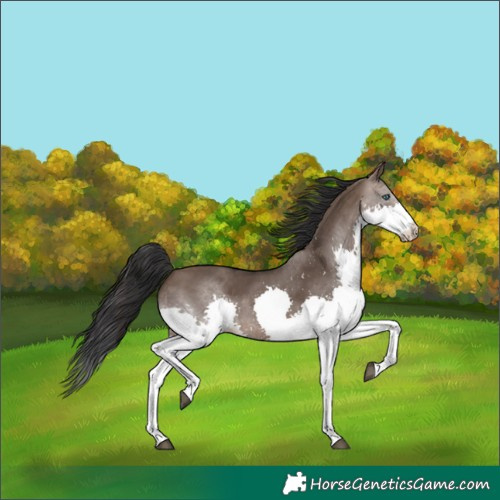 Horse Color:Brown Dun Splash 