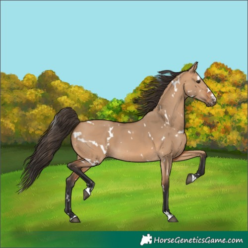 Horse Color:White Spotted Bay Dun
