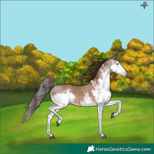 Horse Color:White Spotted Liver Red Dun Splash 