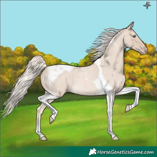 Horse Color:Cremello Roan Tobiano 