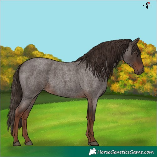 Horse Color:Liver Red Roan