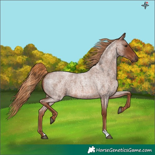 Horse Color:Red Roan