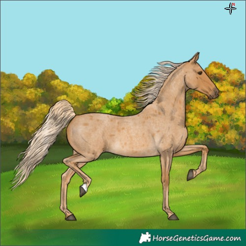 Horse Color:Palomino Roan