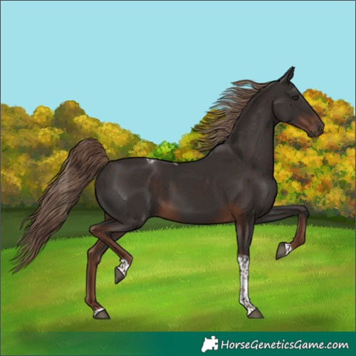 Horse Color:Liver Chestnut Tobiano