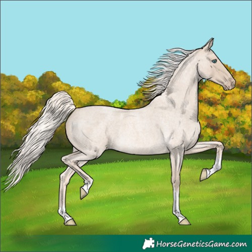 Horse Color:Cremello Roan Tobiano Rabicano