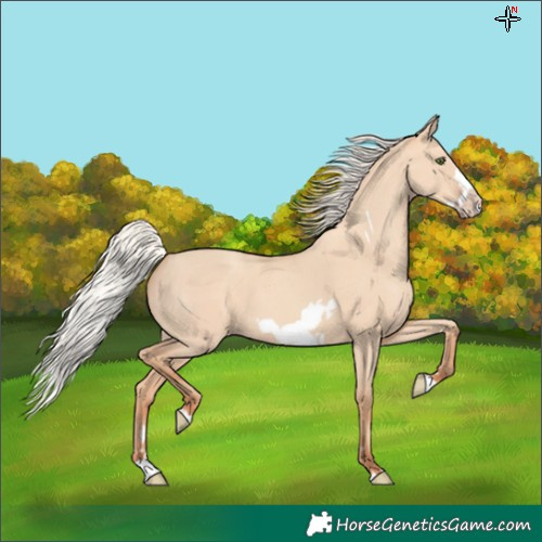 Horse Color:Silver Classic Champagne Dun Splash Frame
