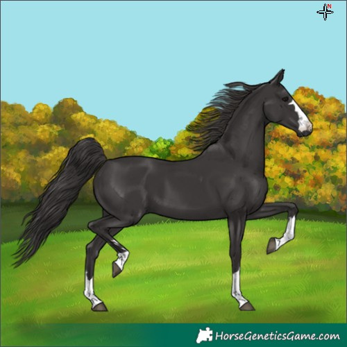 Horse Color:Smoky Black 