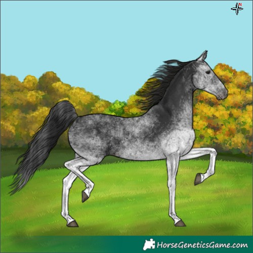 Horse Color:Gray White Spotted Black
