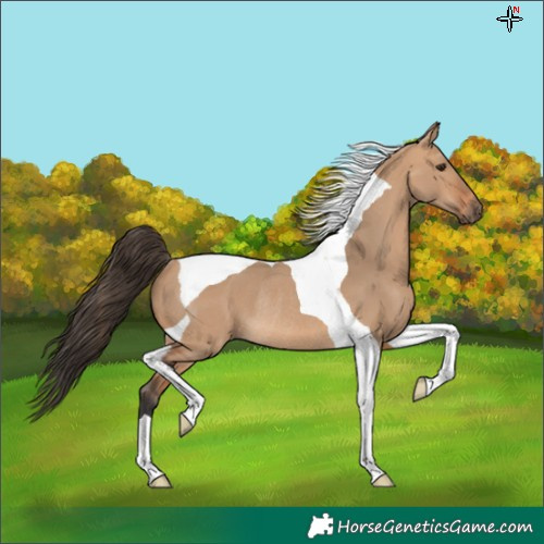 Horse Color:Bay Dun Tobiano Rabicano 