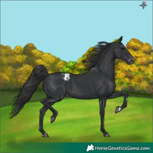 Horse Color:Black Blanket Rabicano 