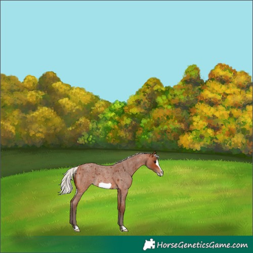 Horse Color:Silver Bay Roan Frame Rabicano 