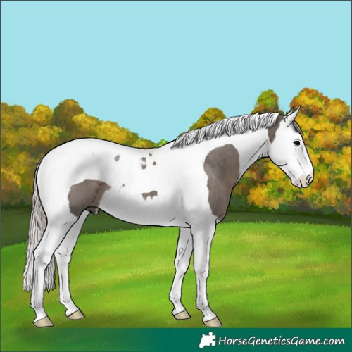 Horse Color:Silver Black Splash Tobiano