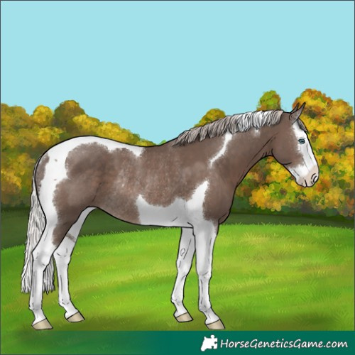 Horse Color:Silver Black Splash Tobiano Rabicano