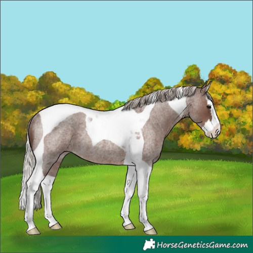 Horse Color:Silver Blue Roan Splash Tobiano Rabicano