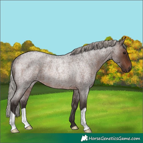 Horse Color:Silver Brown Roan Rabicano