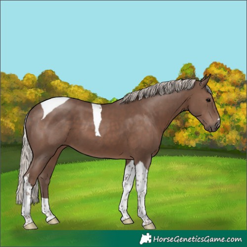 Horse Color:Silver Black Tobiano 