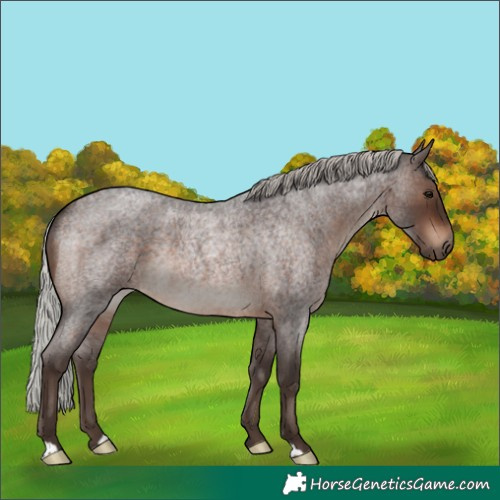 Horse Color:Silver Brown Roan Rabicano