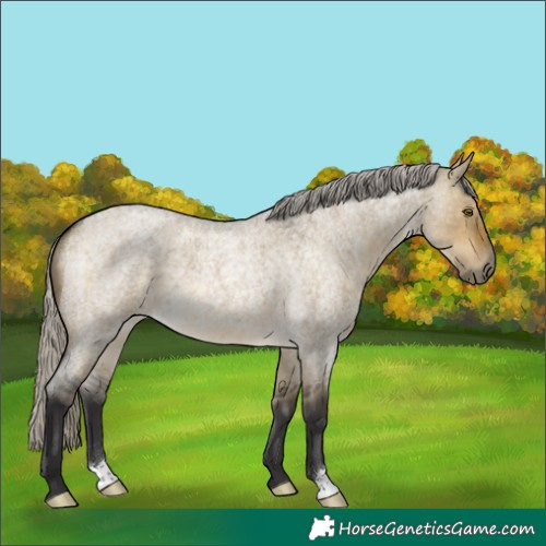 Horse Color:Silver Buckskin Roan Dun 
