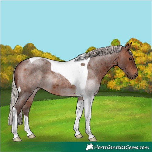Horse Color:Silver Brown Roan Tobiano 