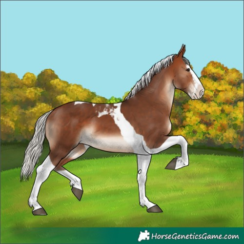 Horse Color:Silver Bay Splash Tobiano