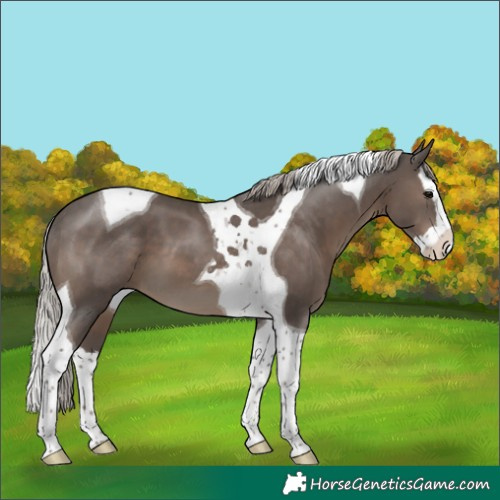 Horse Color:Silver Black Splash Tobiano