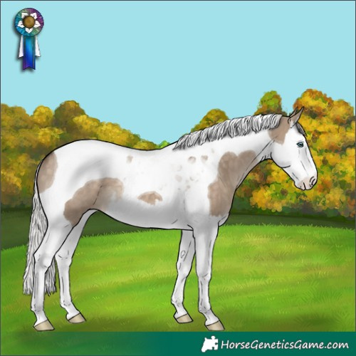 Horse Color:Silver Brown Dun Splash Tobiano 