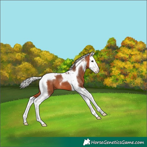 Horse Color:Silver Bay Splash Tobiano
