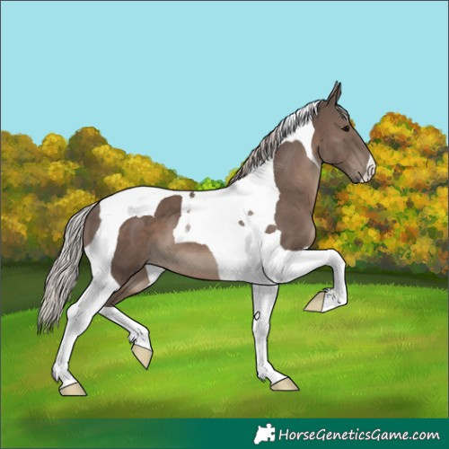Horse Color:Silver Black Tobiano 