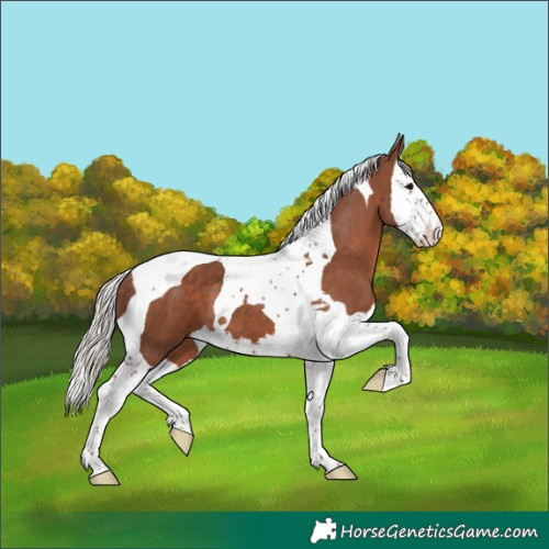 Horse Color:Silver Black Splash Tobiano