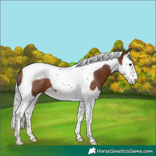 Horse Color:Silver Brown Splash Tobiano