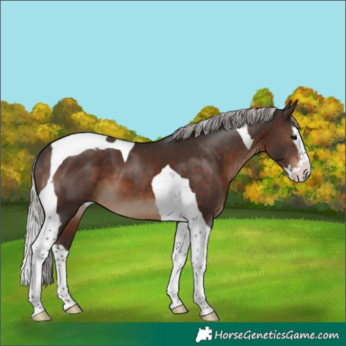 Horse Color:Silver Brown Splash Tobiano 