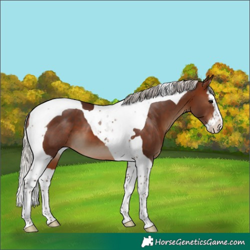 Horse Color:Silver Bay Splash Tobiano