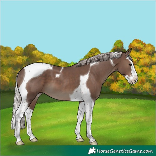Horse Color:Silver Black Splash Tobiano