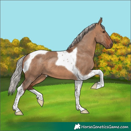 Horse Color:Silver Brown Dun Tobiano