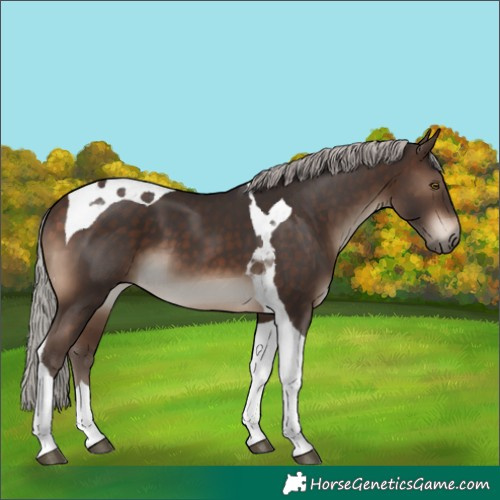 Horse Color:Silver Brown Tobiano