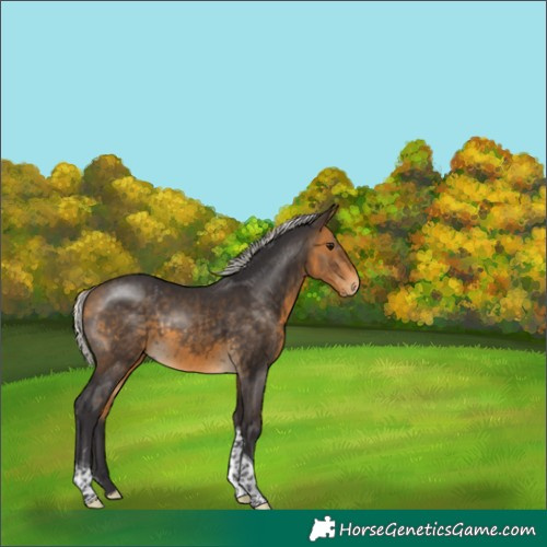 Horse Color:Silver Buckskin Tobiano Rabicano 