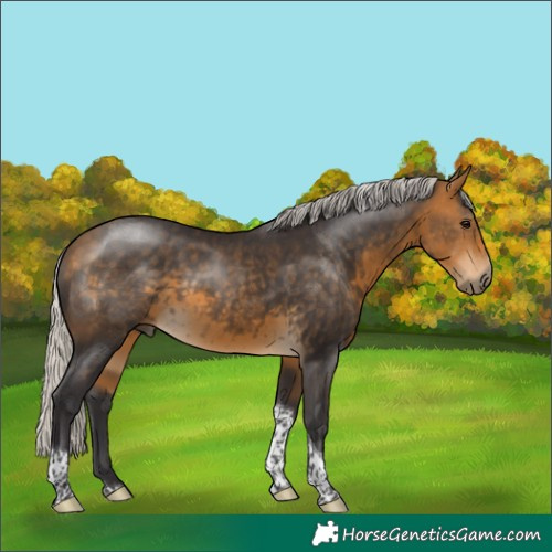 Horse Color:Silver Buckskin Tobiano Rabicano