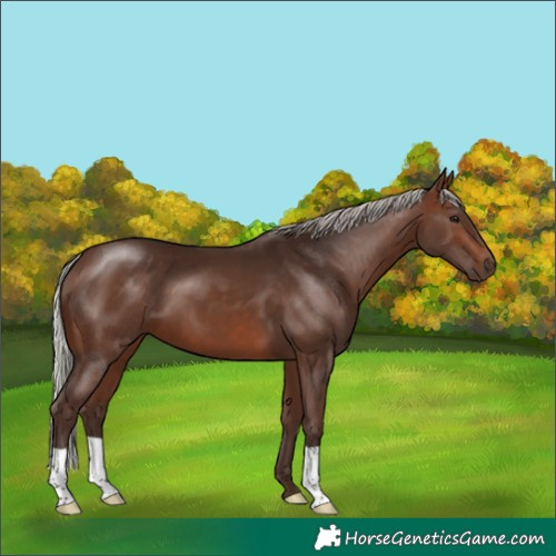 Horse Color:Silver Brown