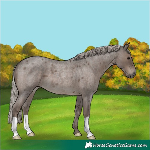 Horse Color:Silver Blue Roan 