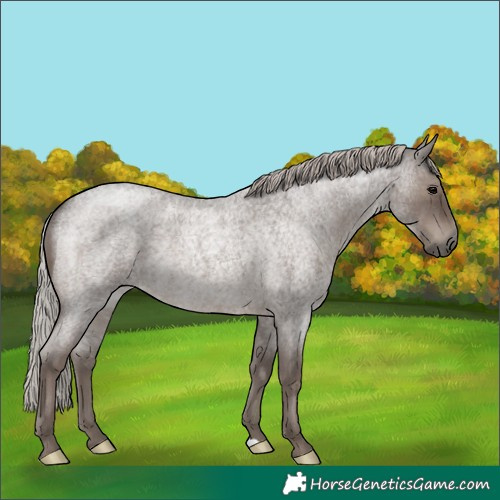 Horse Color:Silver Blue Roan 