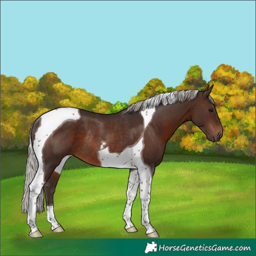 Horse Color:Silver Brown Tobiano Rabicano