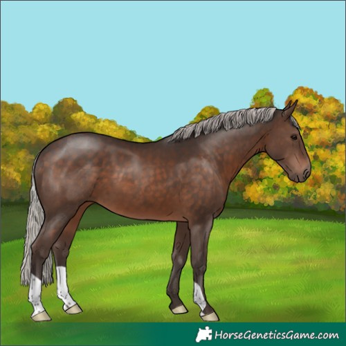 Horse Color:Silver Brown