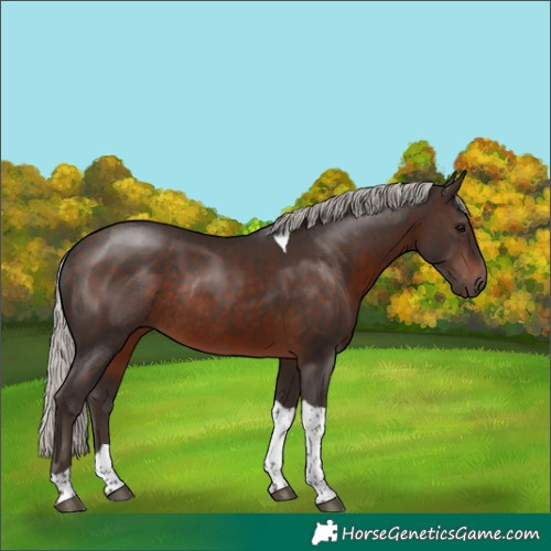 Horse Color:Silver Brown Tobiano Rabicano 