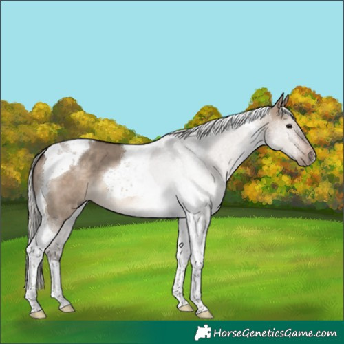 Horse Color:Silver Brown Dun Tobiano