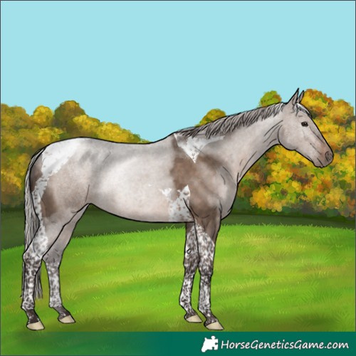 Horse Color:Silver Brown Dun Tobiano