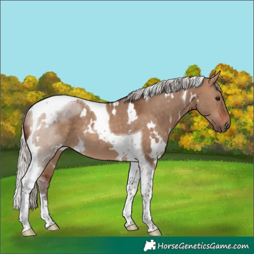 Horse Color:White Spotted Silver Brown Dun Tobiano Rabicano 